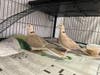 The San Diego Humane Society removed 53 birds,​ including doves, finches, lovebirds​ and pigeons from a house in San Diego's Bay Ho ​neighborhood.