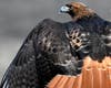 A hawk in Ramona, California. 