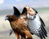 A hawk in Ramona, California. 
