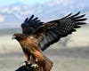 A hawk in Ramona, California. 