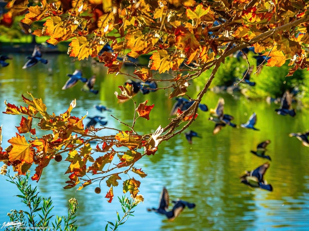 Lindo Lake in Lakeside, California. 