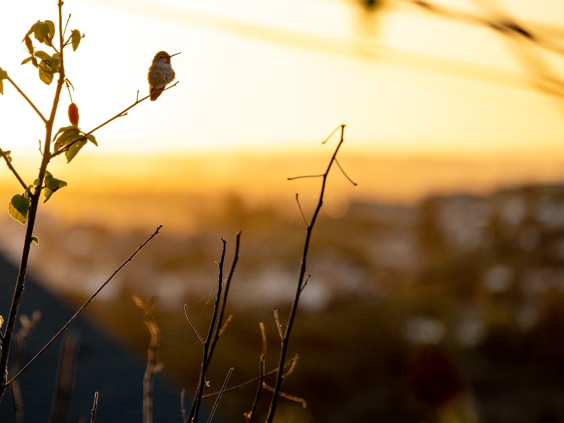 A bird enjoying the sunset in La Mesa, California. 