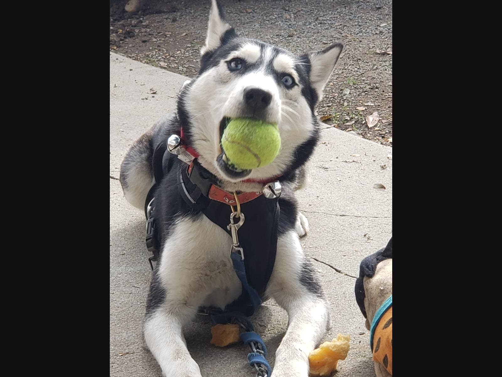 A dog in El Cajon, California. 
