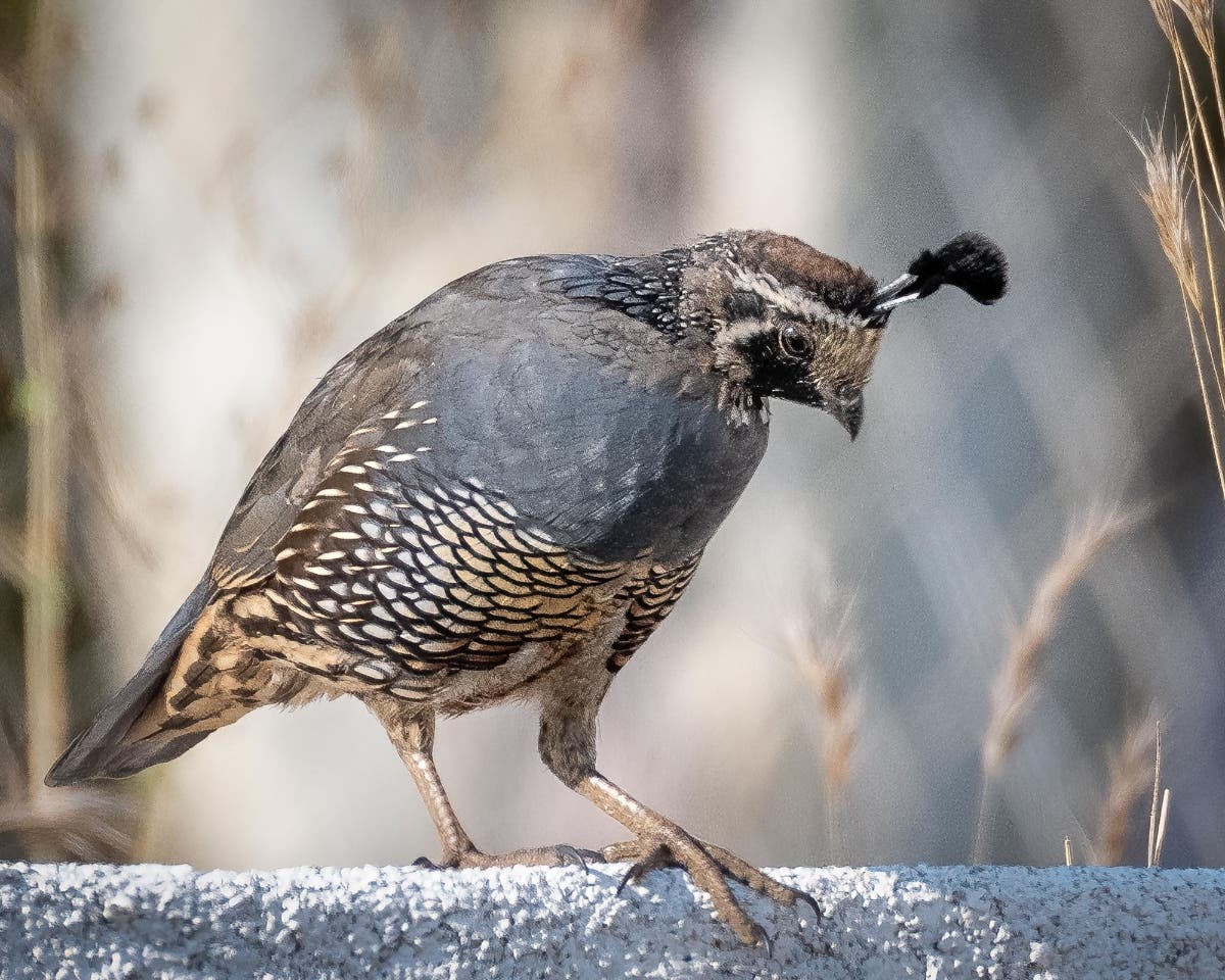 A California quail in Poway, California. 