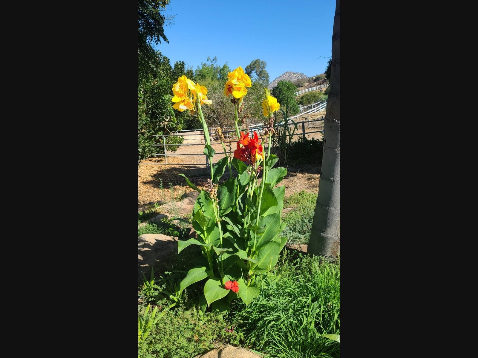 Flowers in El Cajon, California 