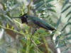 An Anna's hummingbird in Poway, California. 