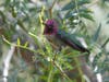 An Anna's hummingbird in Poway, California. 