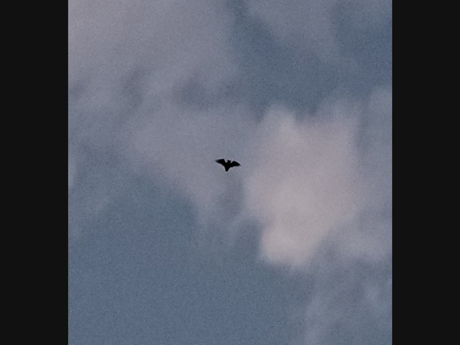 A bat in El Cajon, California.