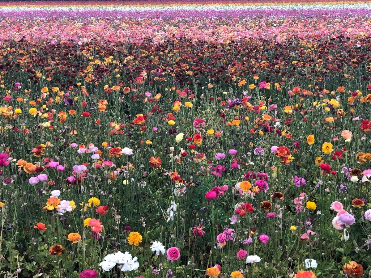 See what's slated this weekend from Saturday, March 5 to Sunday, March 6, including Opening Weekend at The Flower Fields at Carlsbad Ranch in Carlsbad, California. 