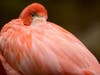 Flamingo at the San Diego Zoo in San Diego, California. 