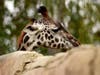 Giraffe at the San Diego Zoo in San Diego, California. 