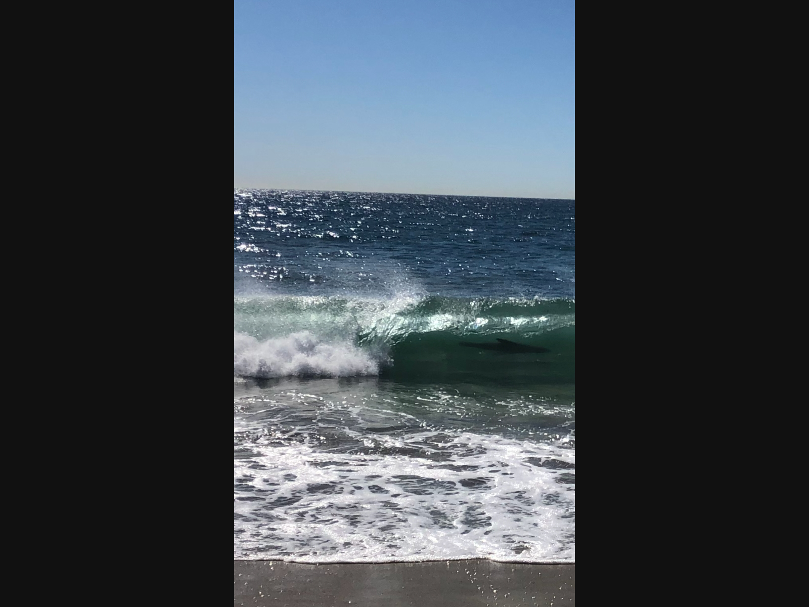 A seal in Carlsbad, California.