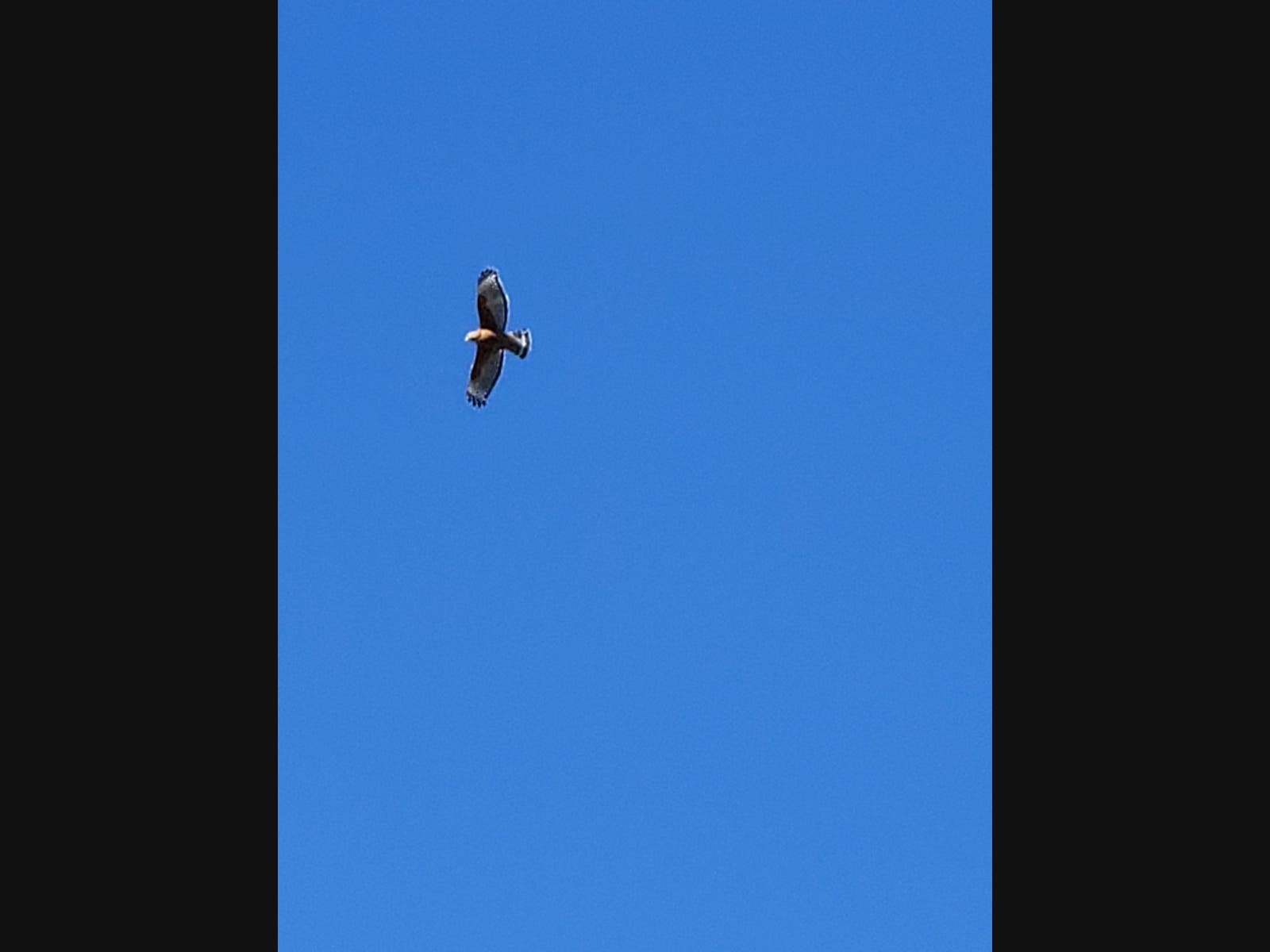 Hawk flying in El Cajon, California. 