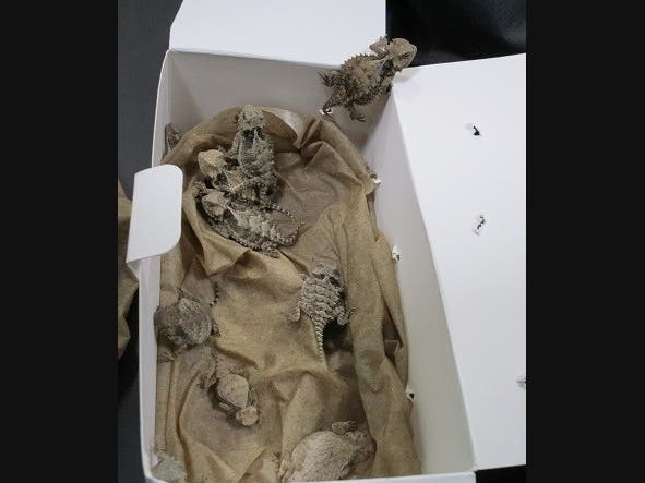 A man with 52 lizards and snakes hidden in and under his clothing tried to smuggle the reptiles into California from Mexico at the San Ysidro Port of Entry, authorities said.