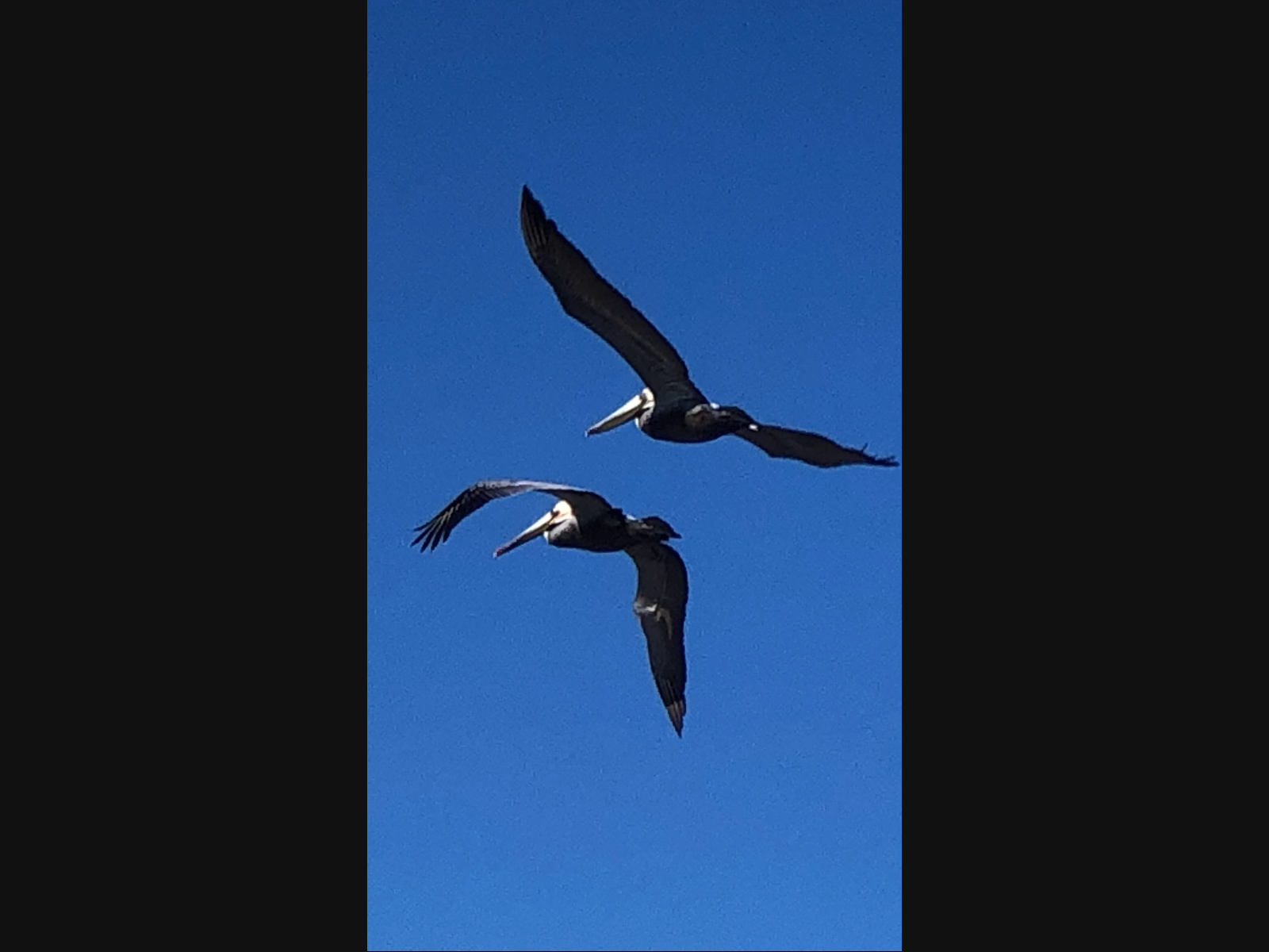Pelicans in Carlsbad, California. 
