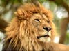 A lion at the San Diego Zoo in San Diego, California. 
