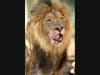 A lion at the San Diego Zoo in San Diego, California. 