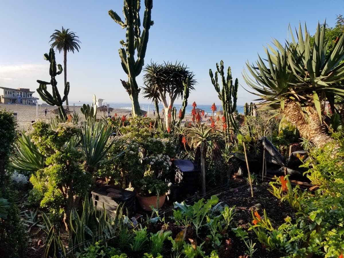 Plants near the beach in Encinitas, California.