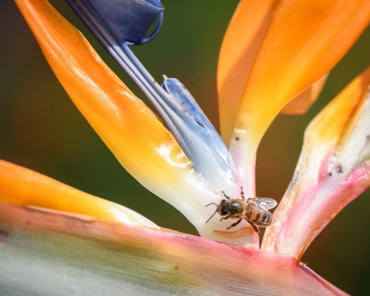 A bee on a bird of paradise flower in Poway, California.