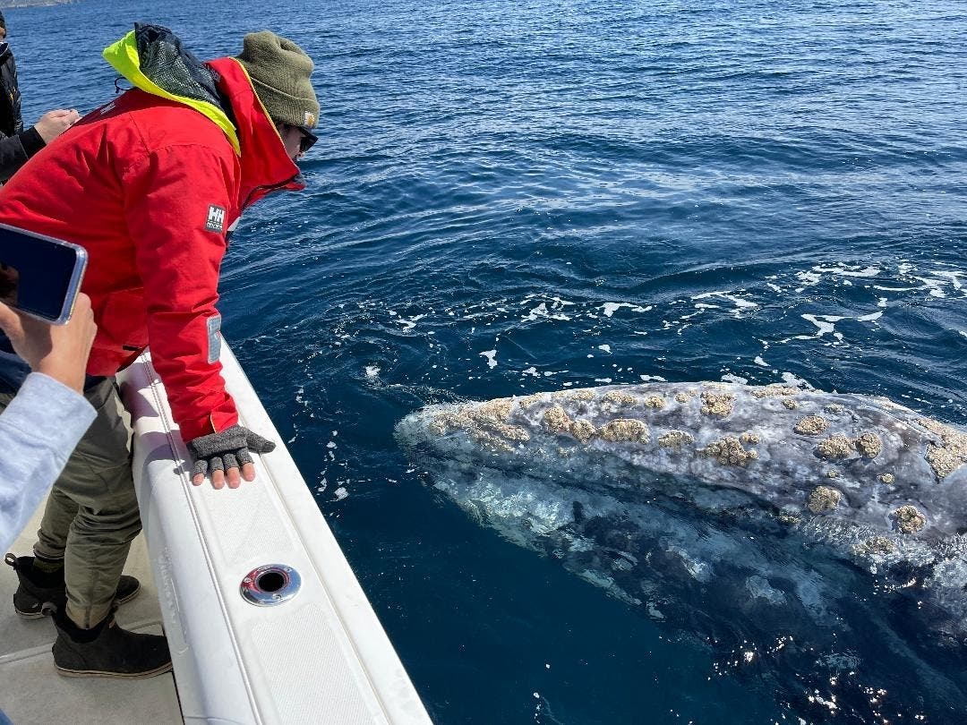 A gray whale off the coast of San Diego, California. 