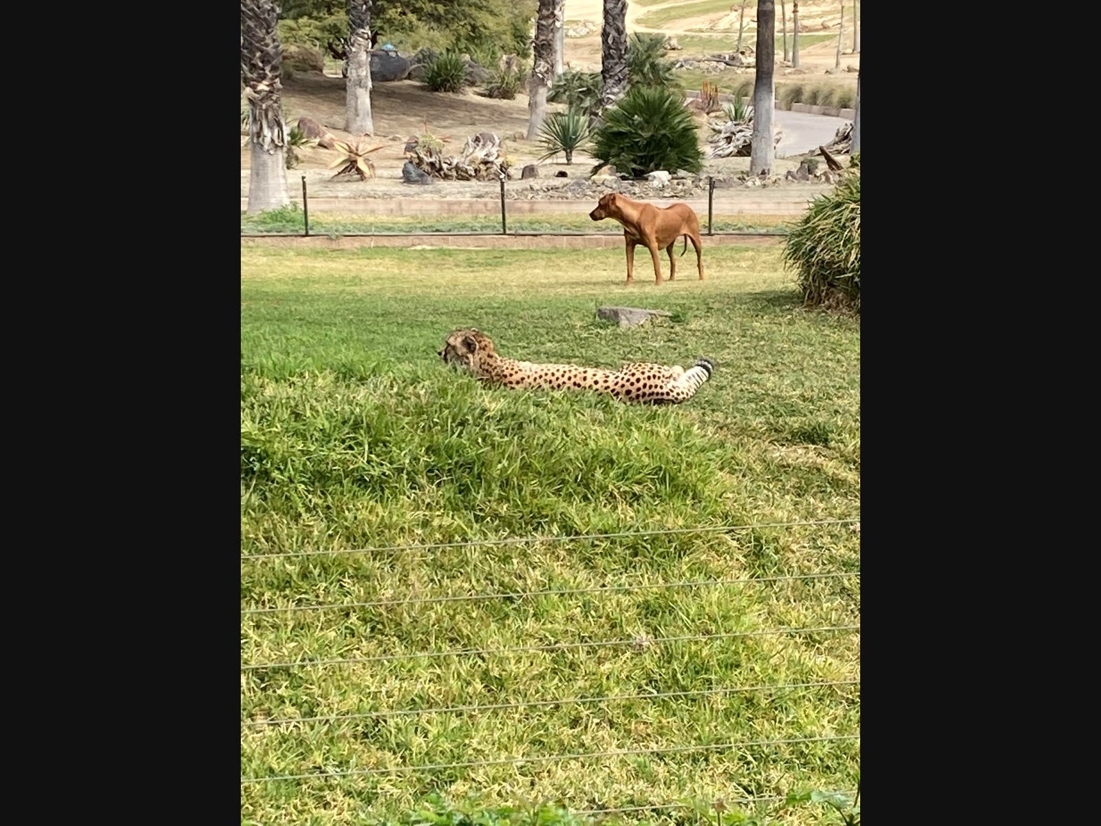 A cheetah and her companion dog at the San Diego Zoo Safari Park in Escondido, California. 