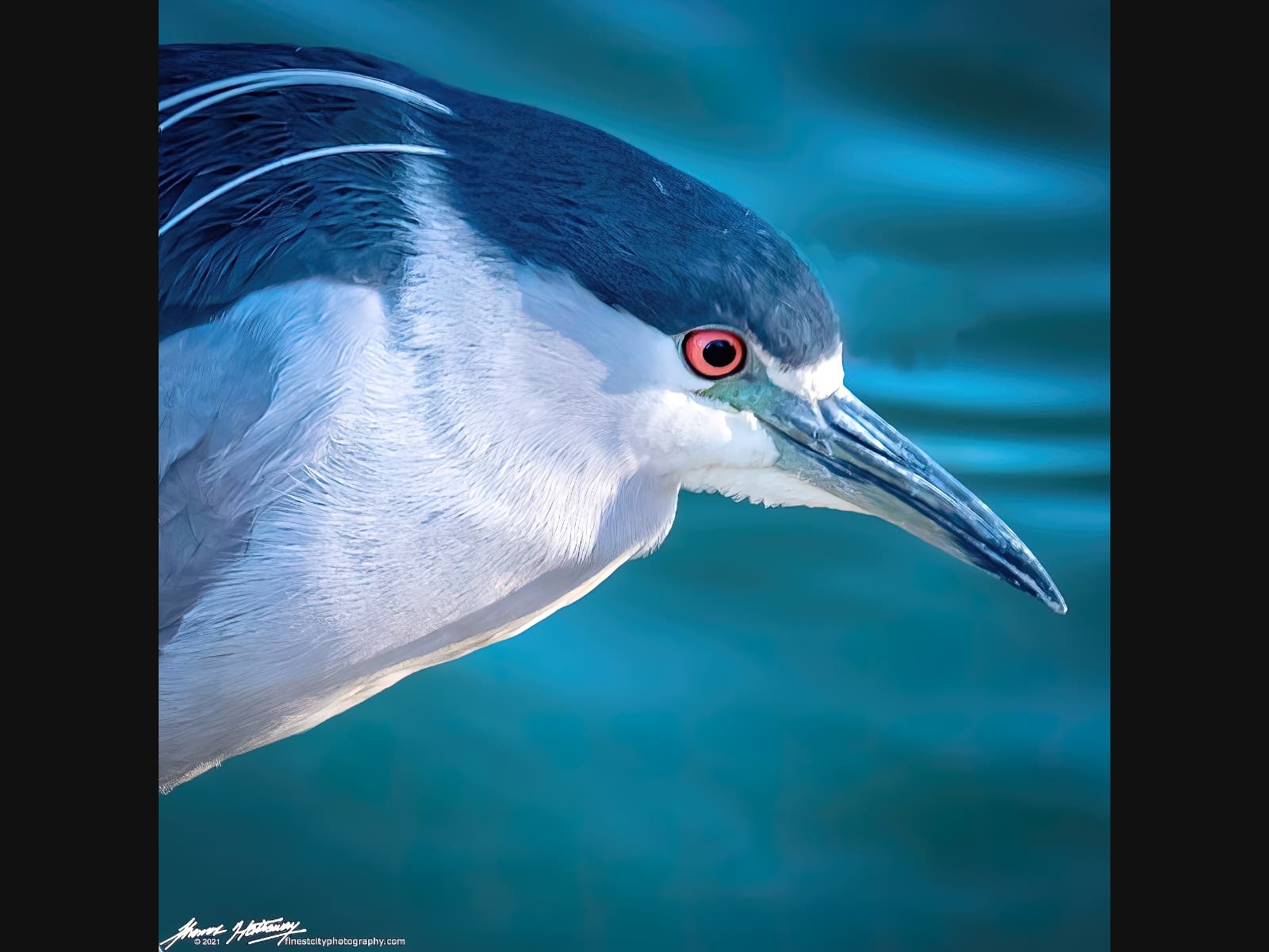 A black-crowned night heron at Lindo Lake County Park in Lakeside, California. 

