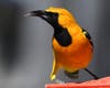A hooded oriole in Ramona, California. 
