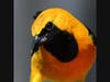 A hooded oriole in Ramona, California. 