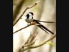 A bird at the San Diego Zoo in San Diego, California. 