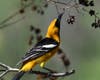A hooded oriole in Ramona, California. 