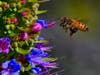 A bee at Murray Ridge Park in San Diego, California. 