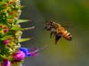 A bee at Murray Ridge Park in San Diego, California. 
