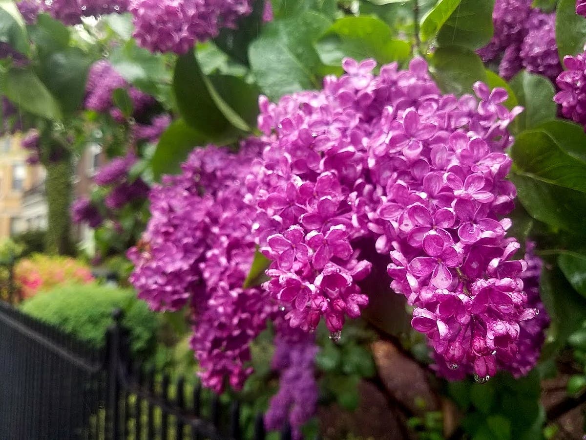 See what's slated this weekend from Saturday, April 9 to Sunday, April 10, including the Lilac Festival​​ at Fort Cross Old Timey Adventures in Santa Ysabel, California.