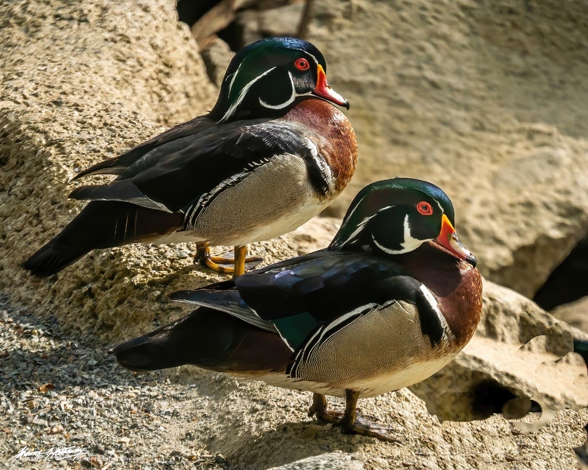 Wood ducks at Lindo Lake County Park in Lakeside, California. 