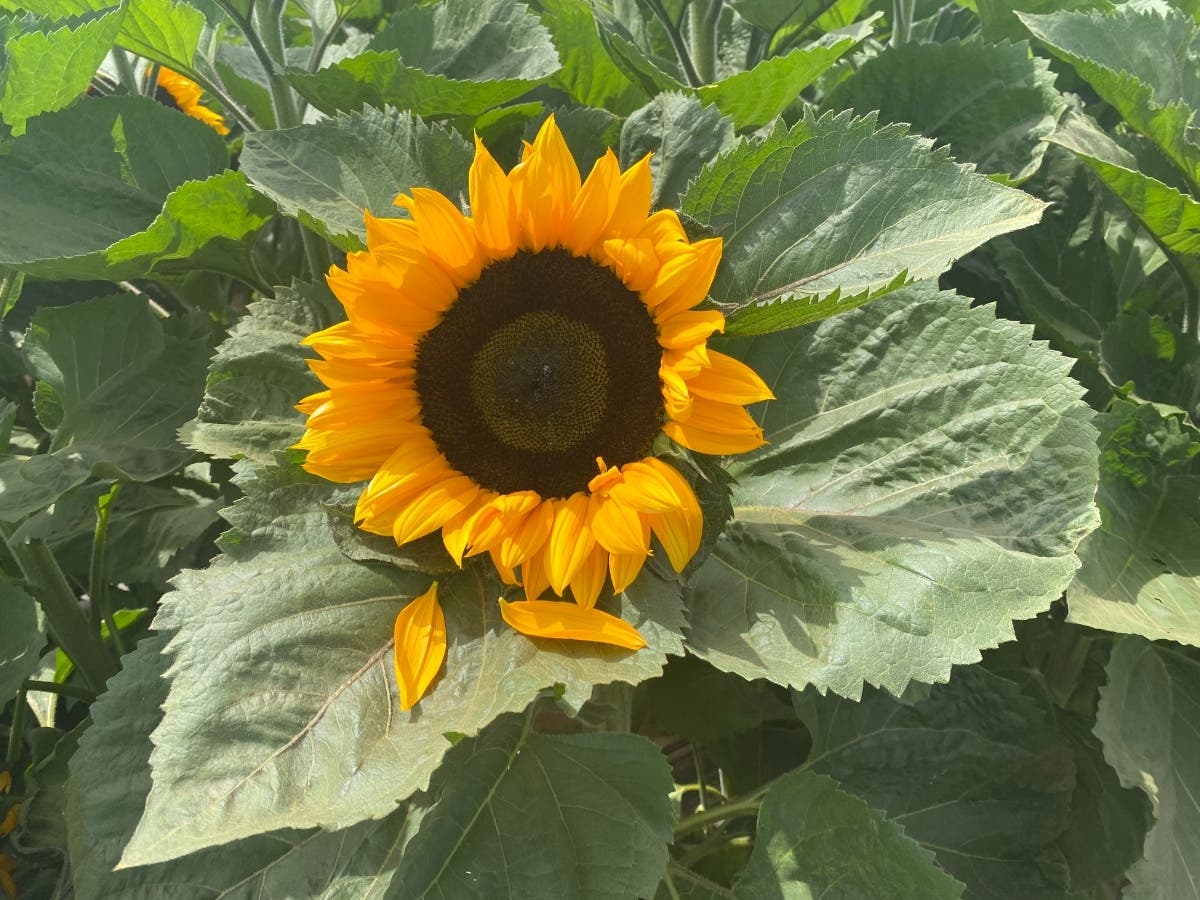 We're looking for high-resolution images that reflect the beauty and fun that is San Diego County.