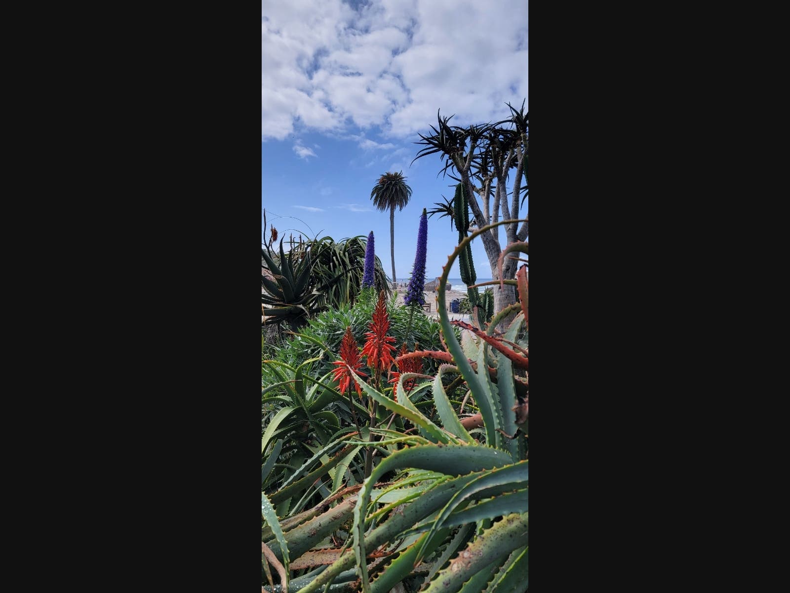 Moonlight State Beach in Encinitas, California. 