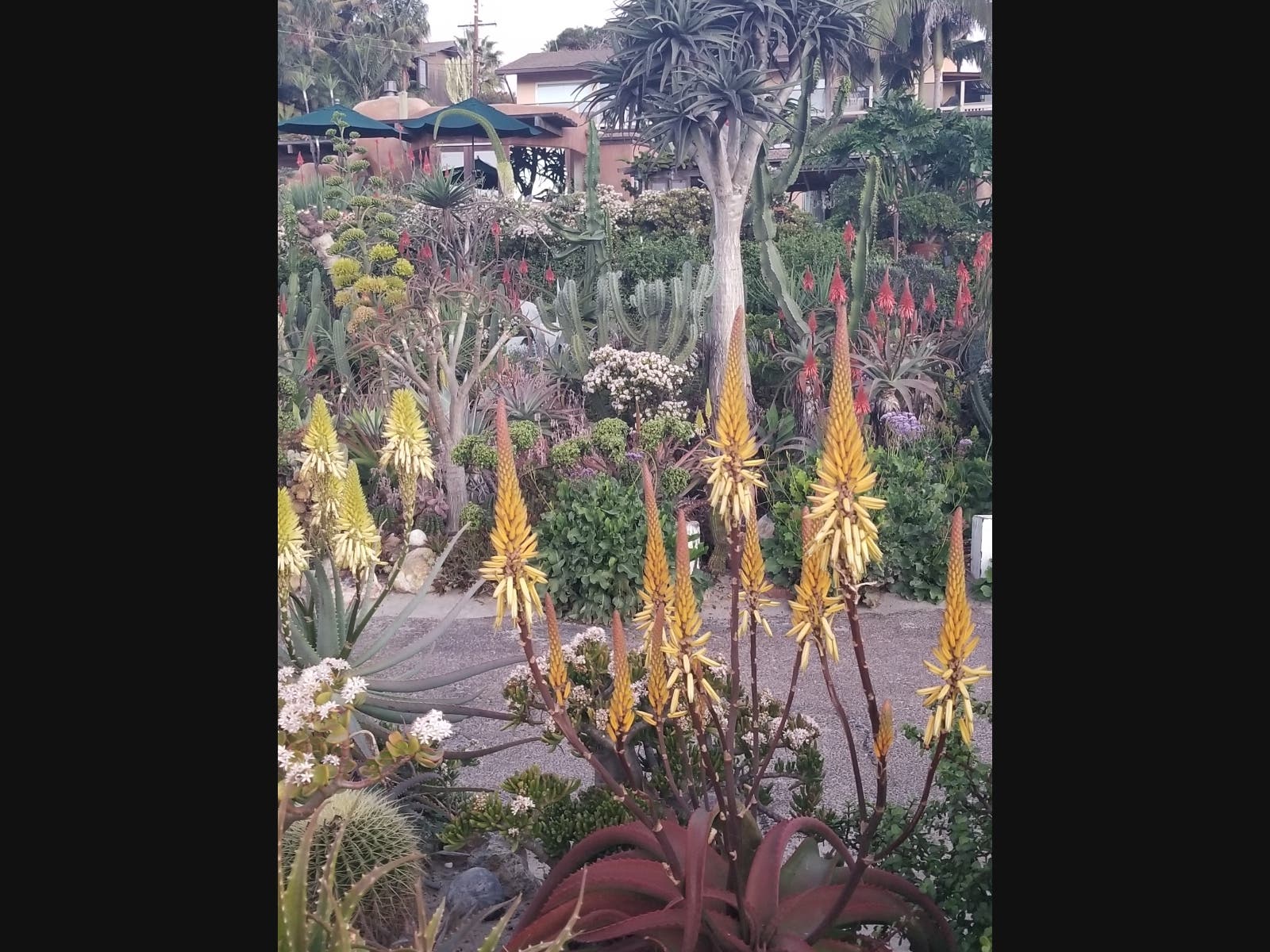 Colorful plants in Encinitas, California. 