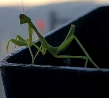 A praying mantis​ in El Cajon, California. 
