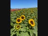 The Sea of Sunflowers is in bloom at The Flower Fields at Carlsbad Ranch.