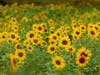 The Sea of Sunflowers is in bloom at The Flower Fields at Carlsbad Ranch.