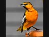 A Bullock's oriole in Ramona, California. 