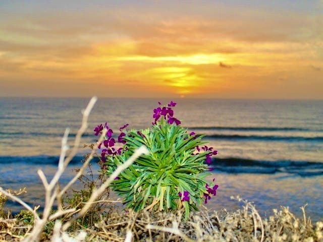A flowering plant at South Carlsbad State Beach​.