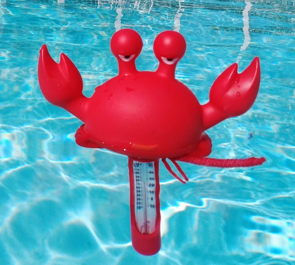 A floating crab thermometer in a swimming pool in Encinitas, California. 