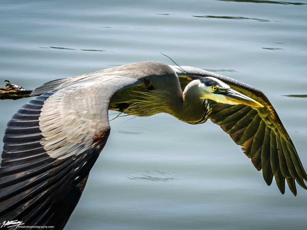 A great blue heron flying over Lindo Lake in Lakeside, California. 
