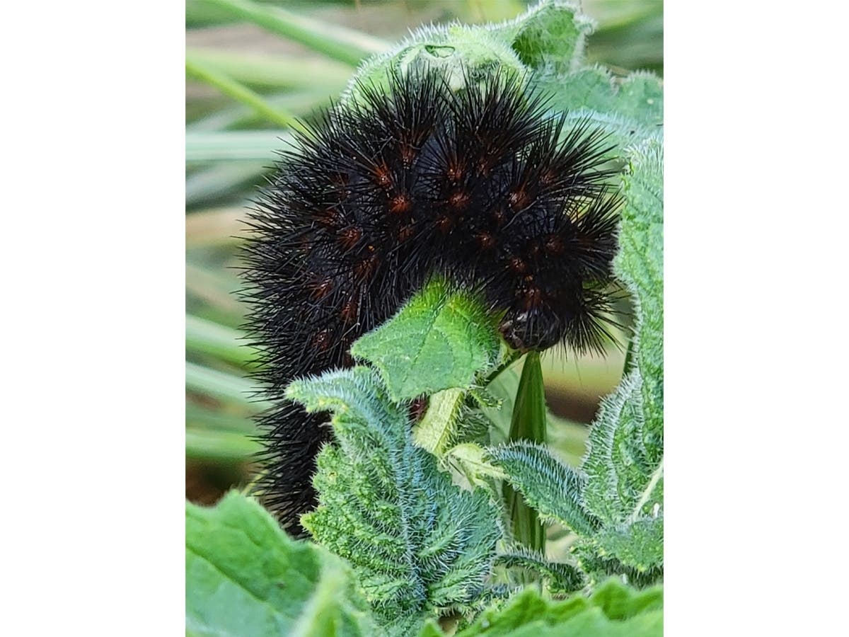 A caterpillar in the Ramona community of San Diego Country Estates​.