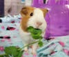 San Diego Humane Society currently has 83 guinea pigs, 52 rabbits, 34 hamsters, four chinchillas, eight mice and one rat available for adoption​​.