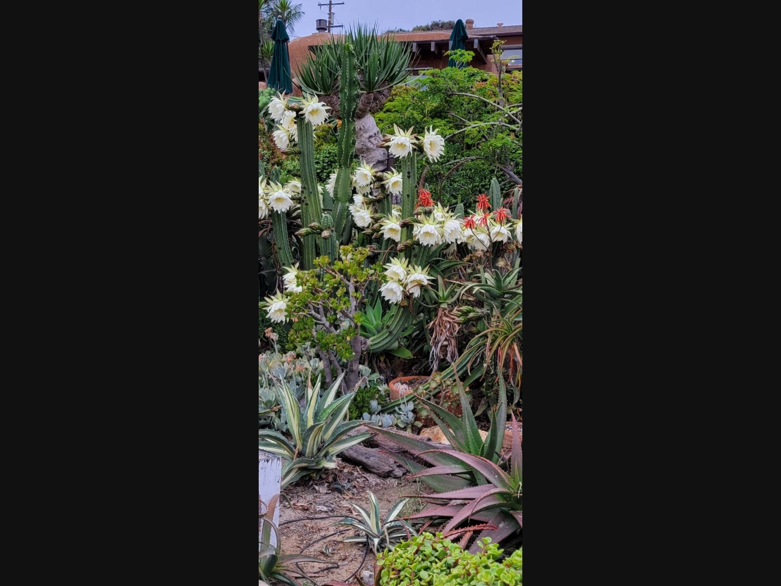 Flowering plants in Encinitas, California. 