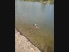 Ducks and ducklings at Santee Lakes in Santee, California. 
