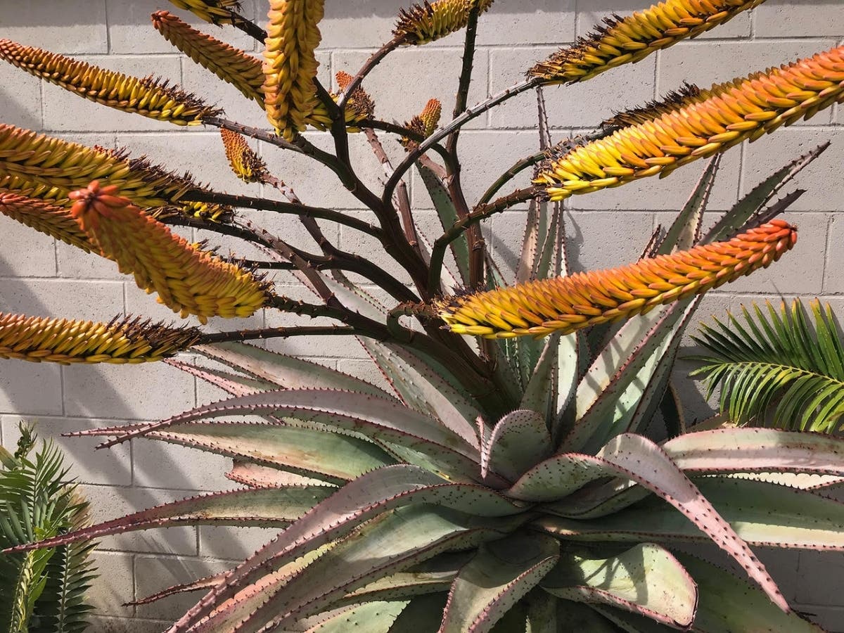 https://patch.com/img/cdn20/users/54855/20220523/101341/styles/patch_image/public/plants___23101314310.jpg