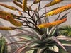 A plant in Encinitas, California. 